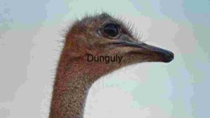 Close-up of an Ostrich