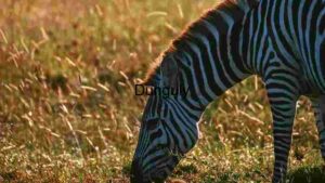 Serenity in Stripes: A Zebra Grazing at Sunset
