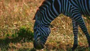 A Zebra Grazing at Sunset
