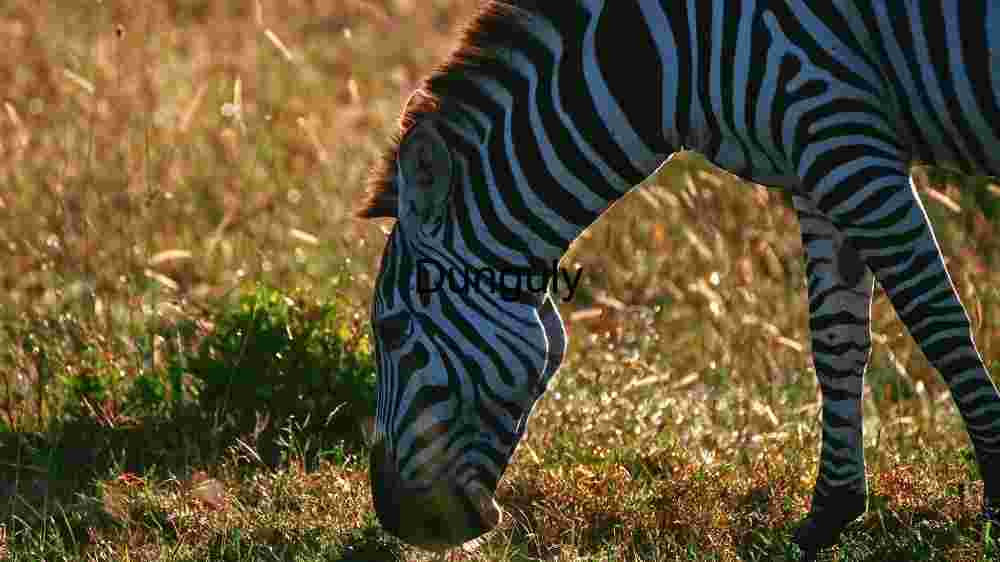 A Zebra Grazing at Sunset