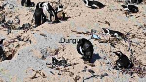 A Day in the Life of Coastal Penguins