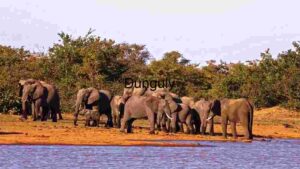 Elephant Herd by the Water's Edge