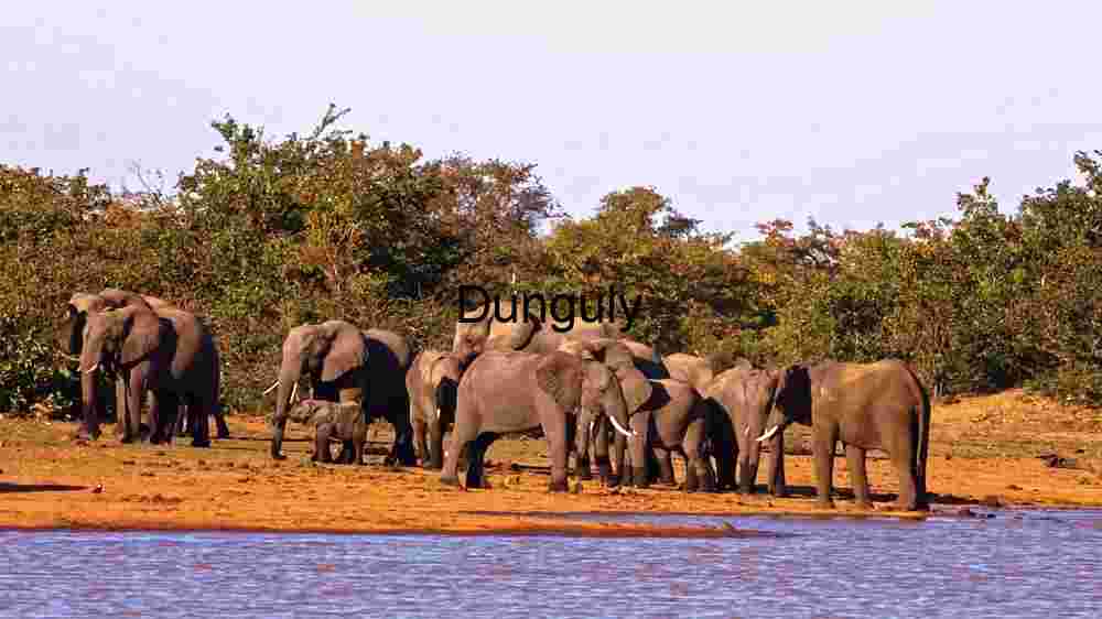 Elephant Herd by the Water's Edge