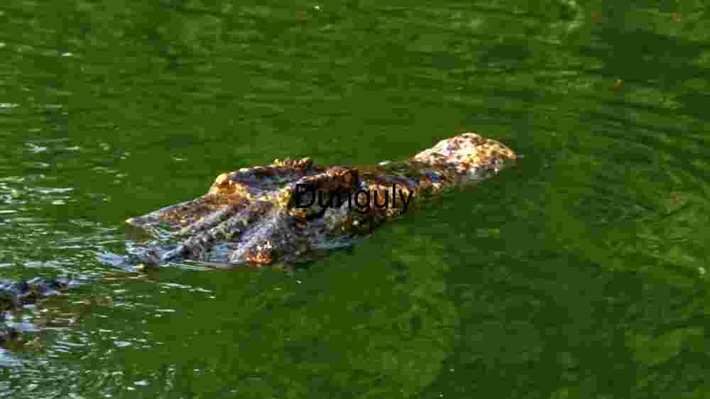 Stealth in the Swamps: A Crocodile's Camouflage