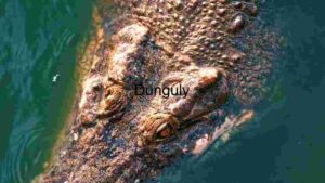 Stealth in the Swamps: Close Head of A Crocodile