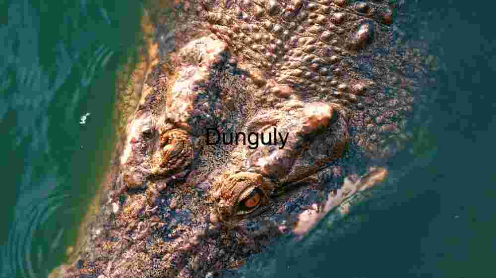 Stealth in the Swamps: Close Head of A Crocodile