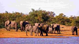 Elephant Herd in Mud