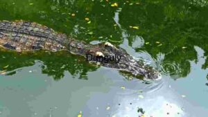 Stealthy Predator: A Crocodile