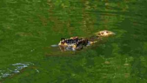 Crocodile's Stealth in Murky Waters