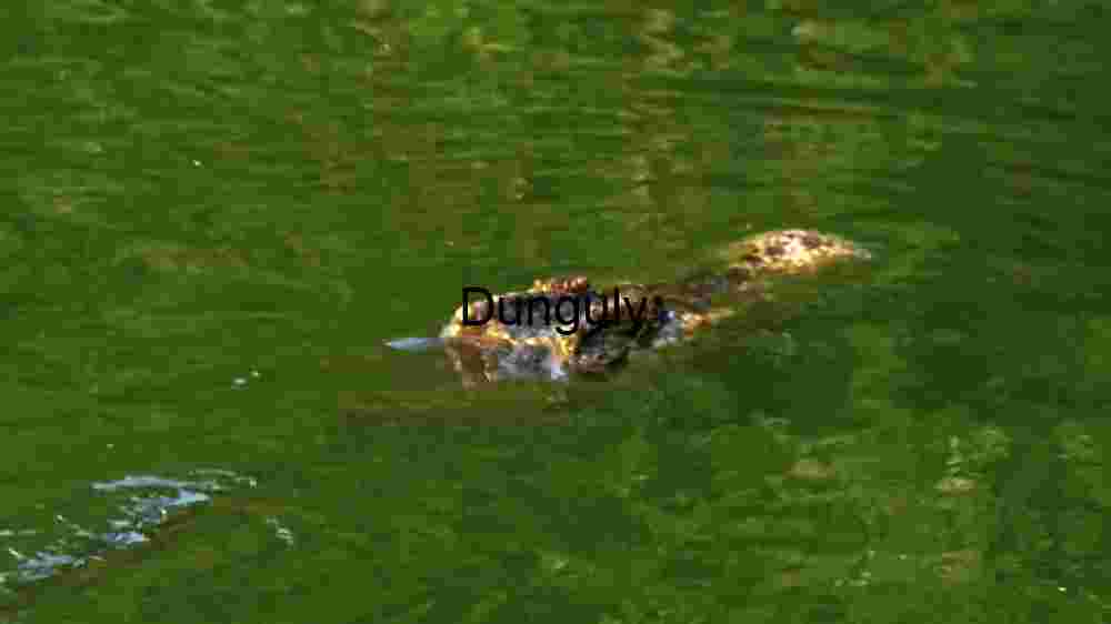 Crocodile's Stealth in Murky Waters