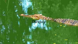 Stealth in Still Waters: The Crocodile's Camouflage