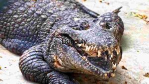 Majestic Crocodile Close-Up Open Mouth