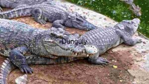 Basking Behemoths: A Close-Up of Crocodiles at Rest