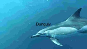 Graceful Pod of A Dolphin Gliding Through the Ocean Depths