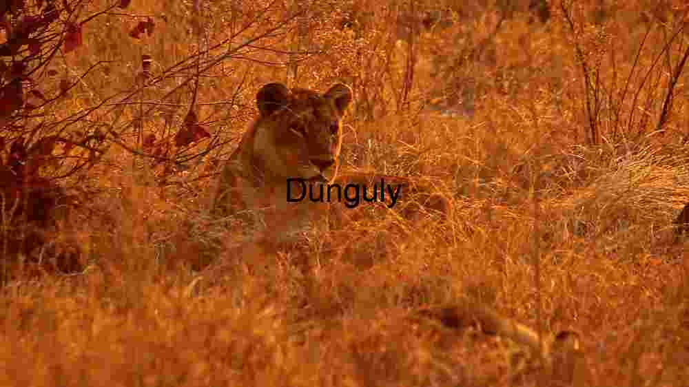 Golden Hour Majesty: A Lioness in Repose