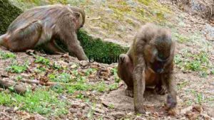 Baboons in Their Natural Habitat