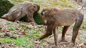 Baboons Pair in Their Natural Habitat