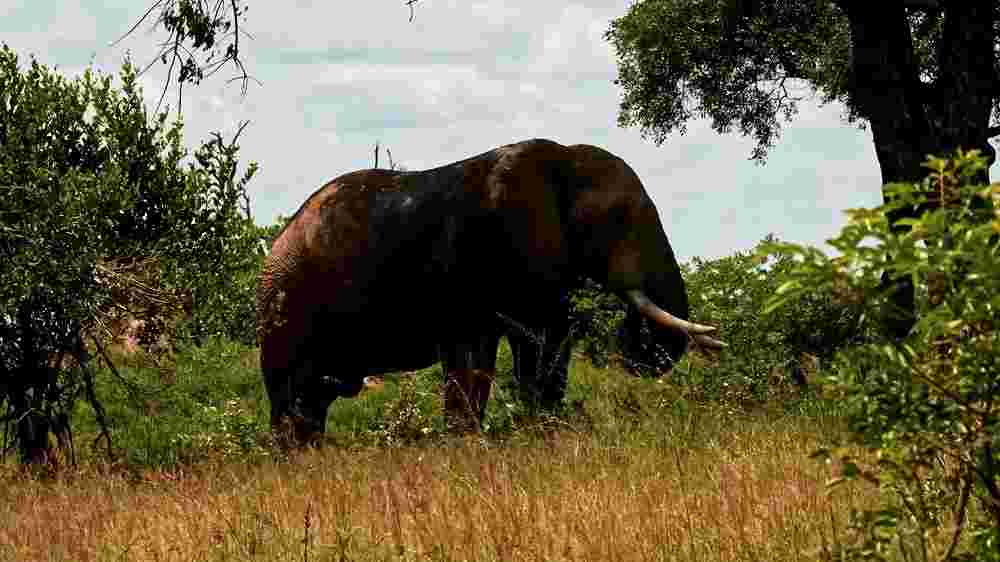 Majestic African Elephant in Natural Habitat