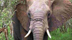 The Majestic African Elephant: A Portrait of Nature's Grandeur