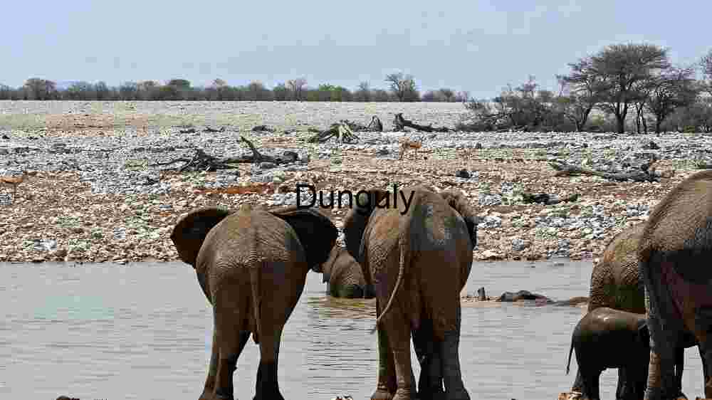 Elephant Herd at the Waterhole: A Glimpse into the Wild