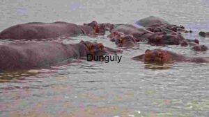 Submerged Serenity: A Glimpse into the Lives of Hippos