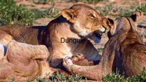 Maternal Majesty: A Lioness and Her Cub in the Wild
