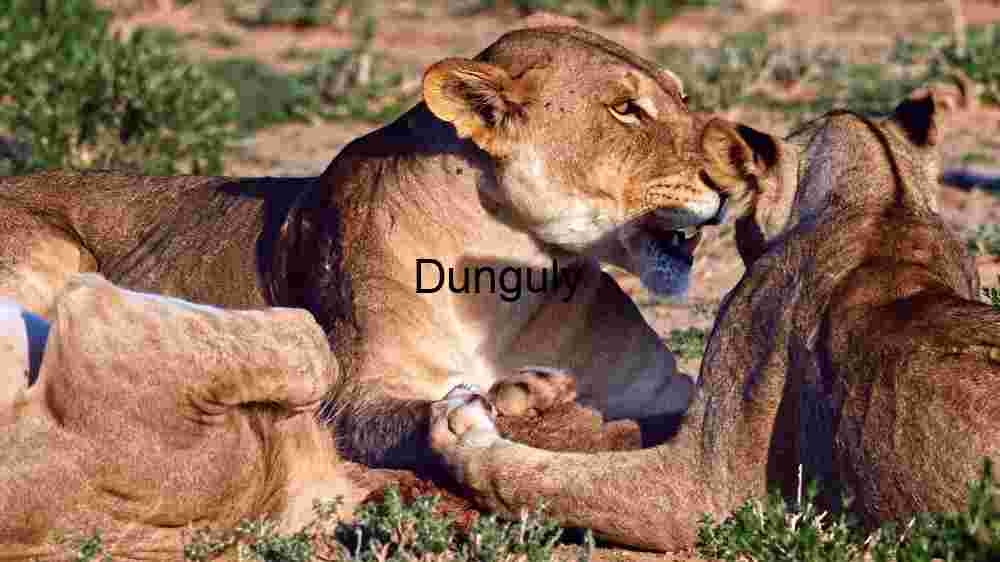 Maternal Majesty: A Lioness and Her Cub in the Wild