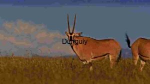 Serengeti Splendour: An Oryx Grazing at Dusk