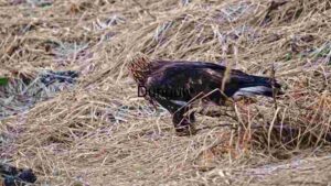 Bird of Prey Hunting in its Natural Habitat