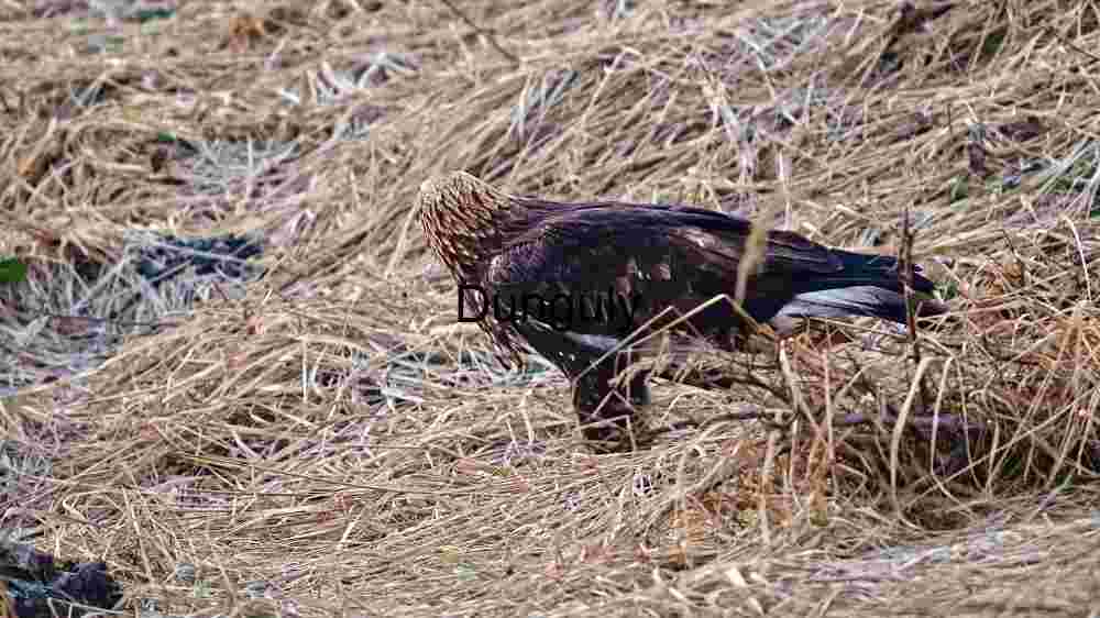 Bird of Prey Hunting in its Natural Habitat