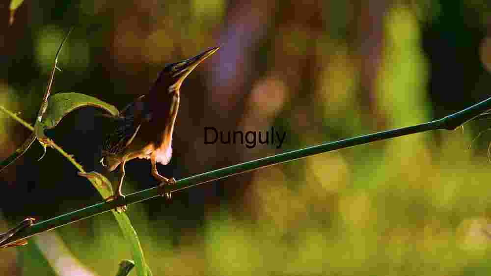 Sunset Serenade: A Little Bittern's Twilight Perch