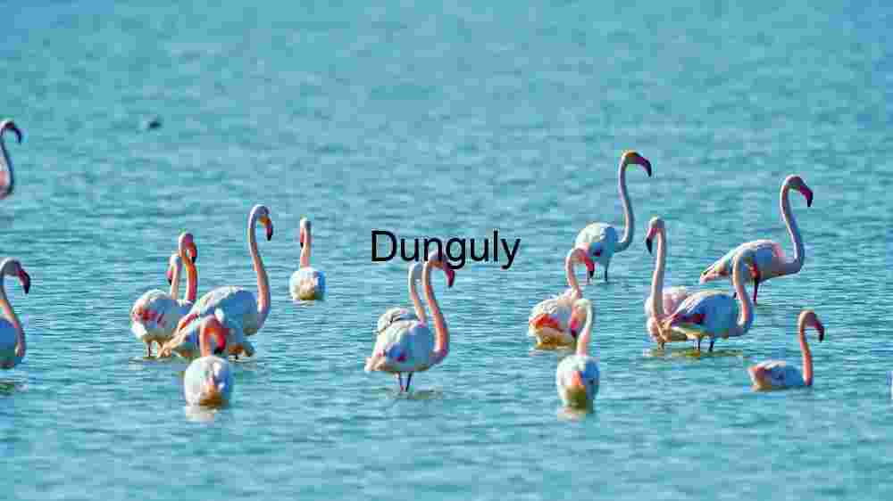 Graceful Gathering: A Flock of Flamingos Wading in Serene Waters