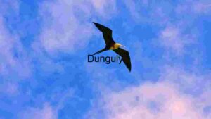 Majestic Frigatebird: Graceful Flight in Azure Skies