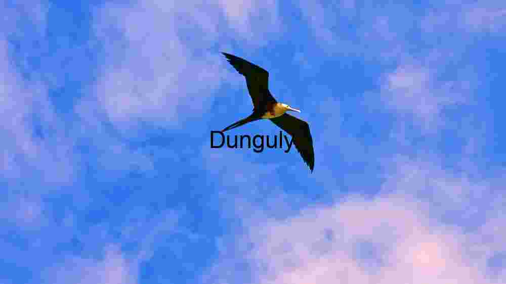 Majestic Frigatebird: Graceful Flight in Azure Skies