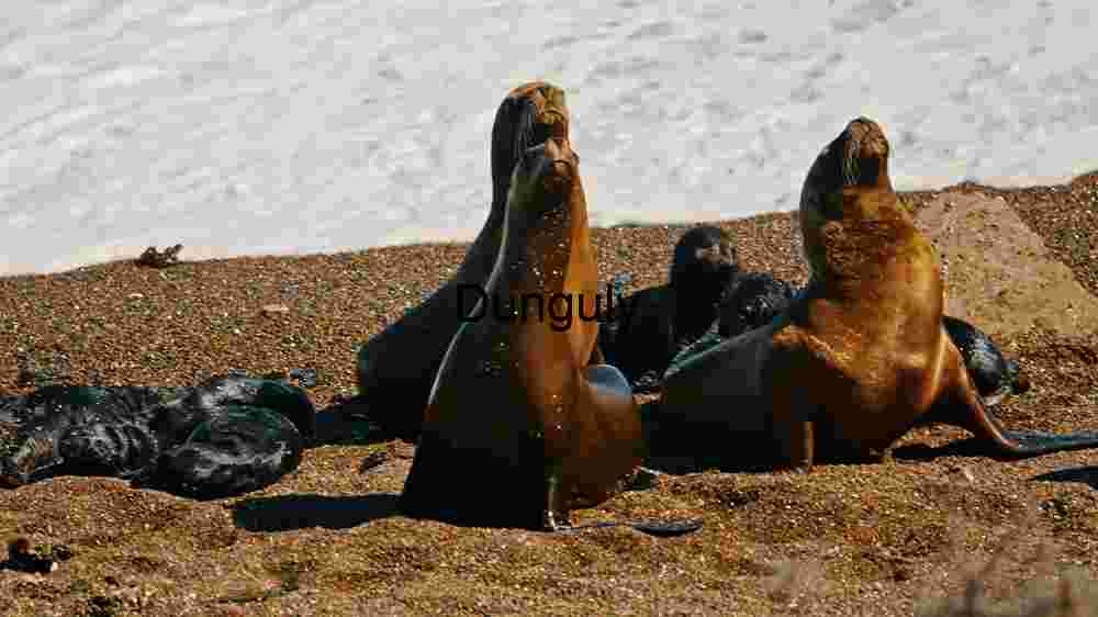 Basking Seals: Sun-Kissed Moments on the Shoreline