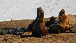 Sun-Kissed Moments on the Shoreline