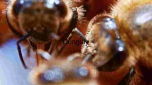 Close Encounter: The Intricate World of Bees