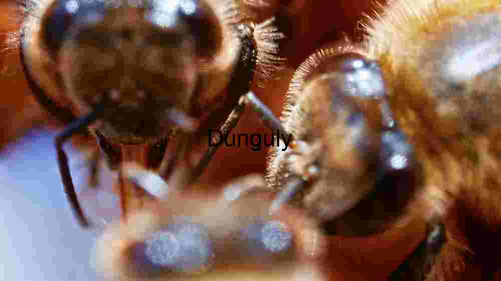 Close Encounter: The Intricate World of Bees