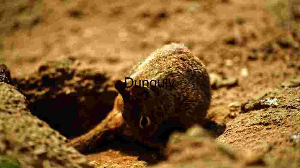 Curious Squirrel: A Peek from Its Earthy Hideaway