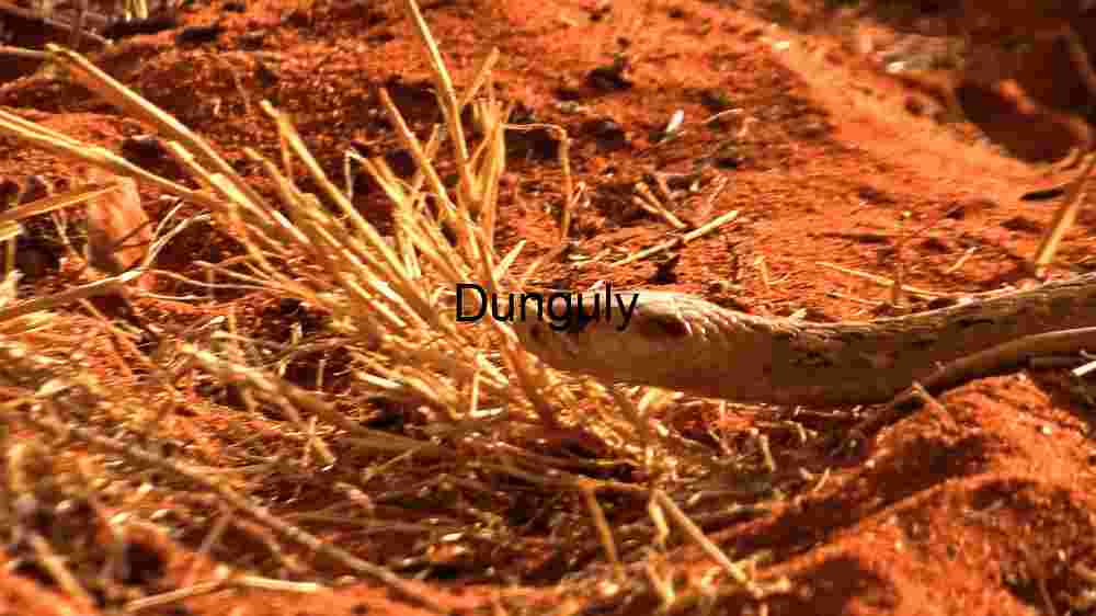 Stealth in the Sands: A Close Encounter with a Desert Snake