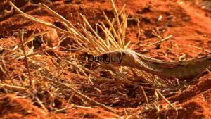 A Close Encounter with a Desert Snake