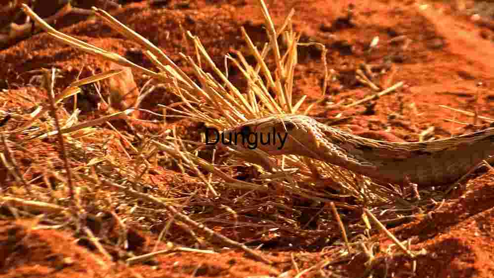 A Close Encounter with a Desert Snake