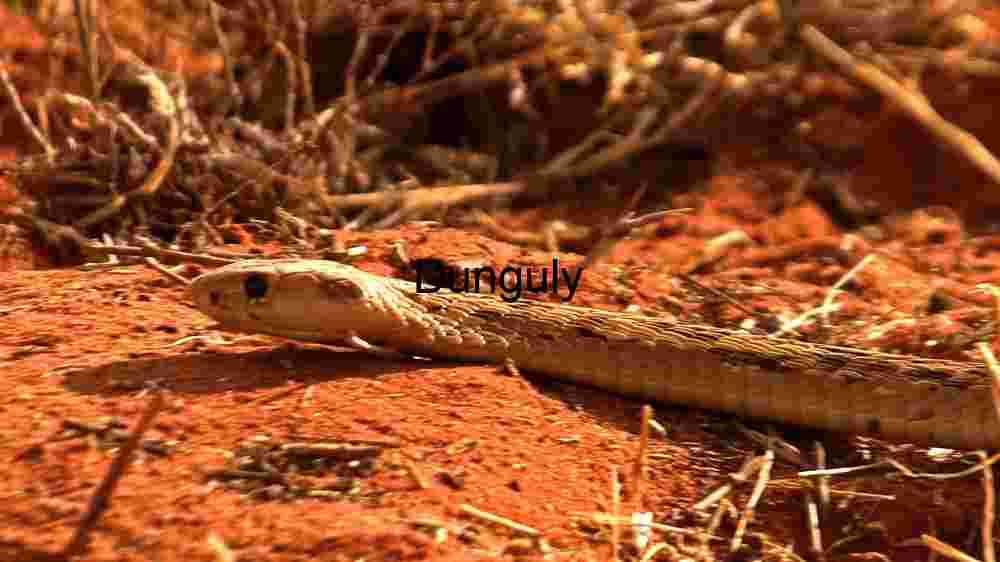Close Capture with a Desert Snake