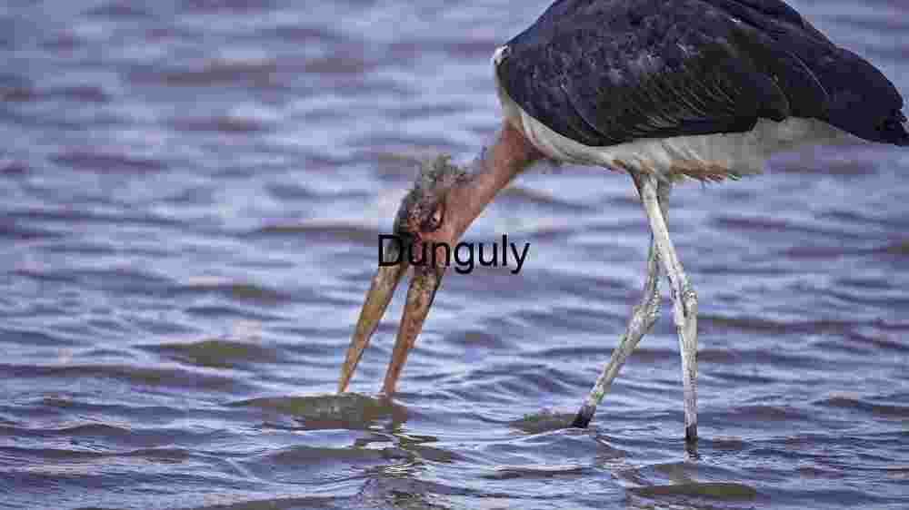 Marabou Stork: Elegance Amidst Shallow Waters