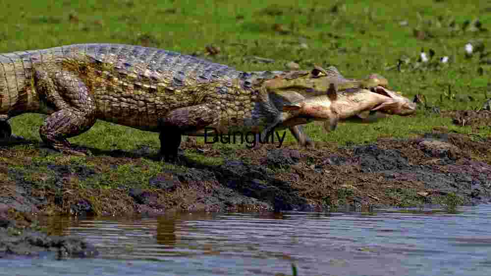 Marabou Stork: Elegance Amidst Shallow Waters