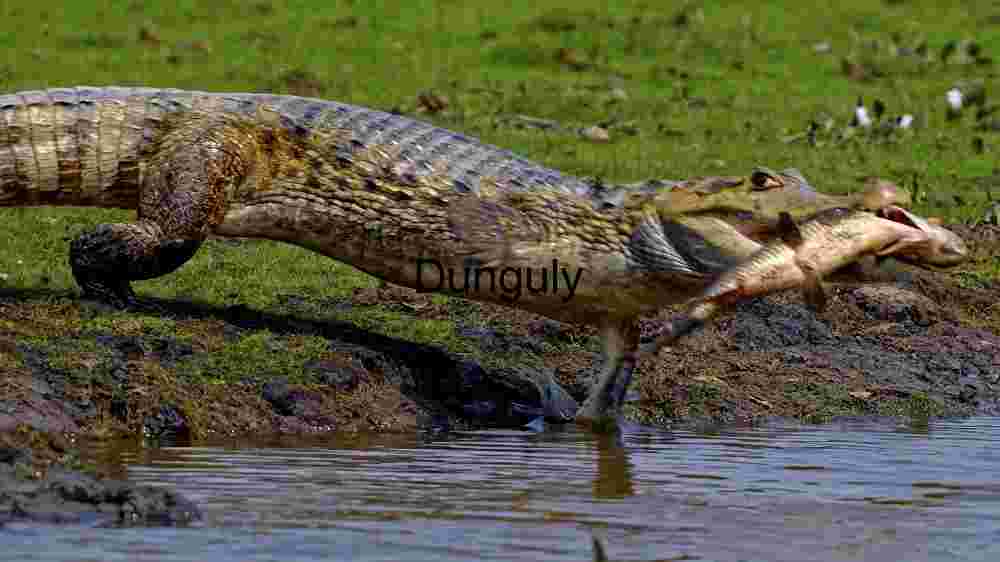 Marabou Stork: Elegance Amidst Shallow Waters
