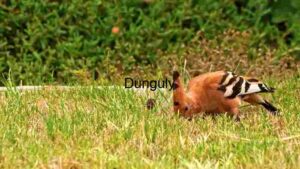 Elegant Hoopoe: A Foraging Avian in Grass