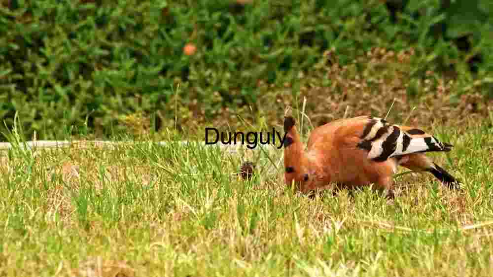 Elegant Hoopoe: A Foraging Avian in Grass