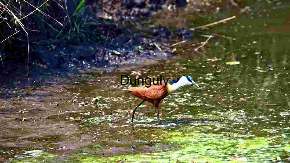 African Jacana: Elegance in Wetland Waters