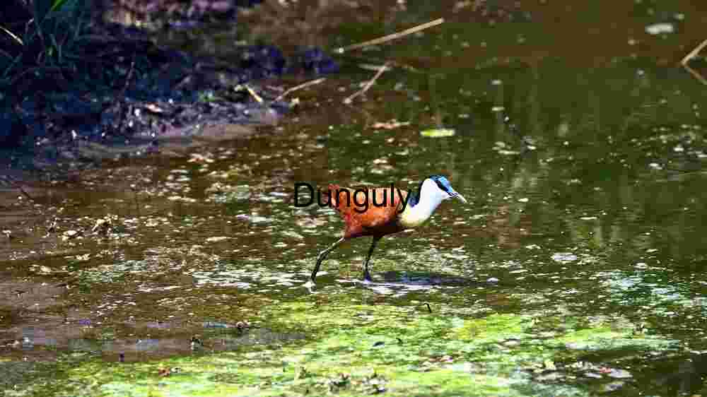 Elegance in Wetland Waters